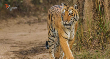 Jim Corbett Tour Package