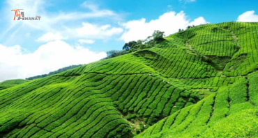Ranikhet Tour Package